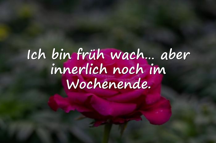 Bilder mit blöde sprüche - 1