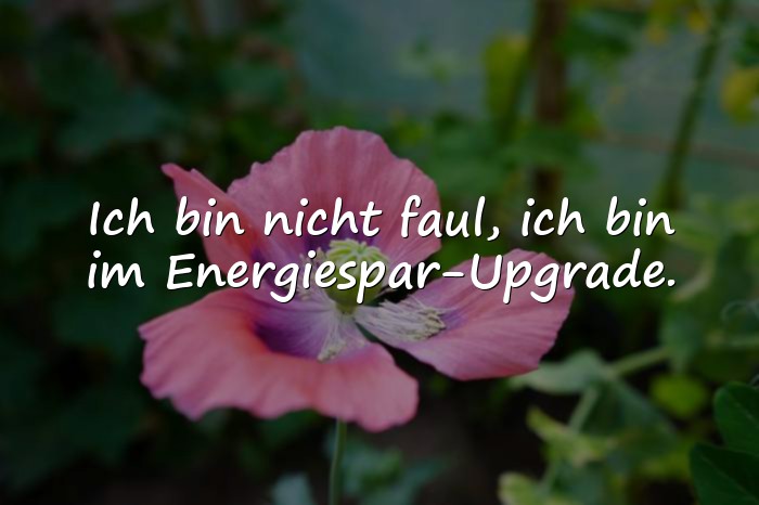 Bilder mit blöde sprüche - 16