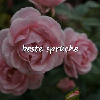 beste sprüche - 2026