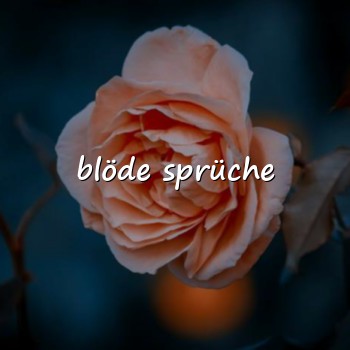 blöde sprüche - 2026