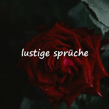 lustige sprüche - 2026