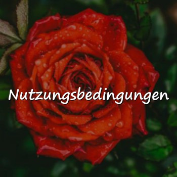 Nutzungsbedingungen - 2026