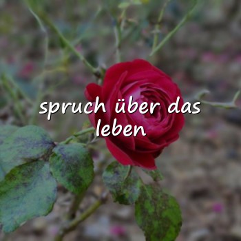 spruch über das leben - 2026