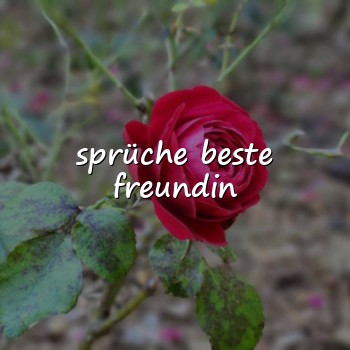 sprüche beste freundin - 2026