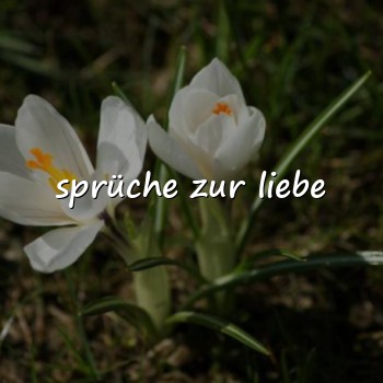 sprüche zur liebe - 2026