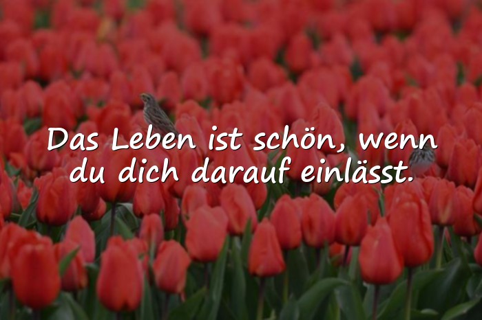 Bilder mit das leben ist schön sprüche - 6