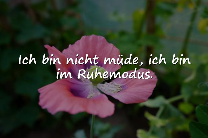 Bilder mit dumme sprüche - 15