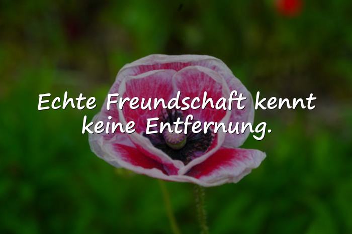 Bilder mit echte freunde sprüche - 20