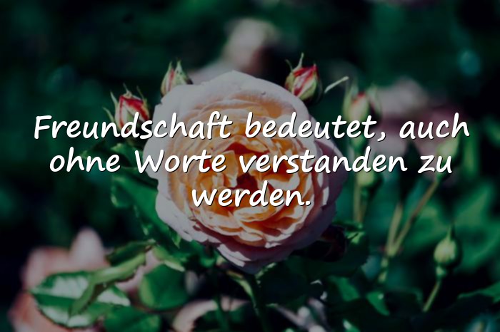 Bilder mit freundschaft sprüche - 12