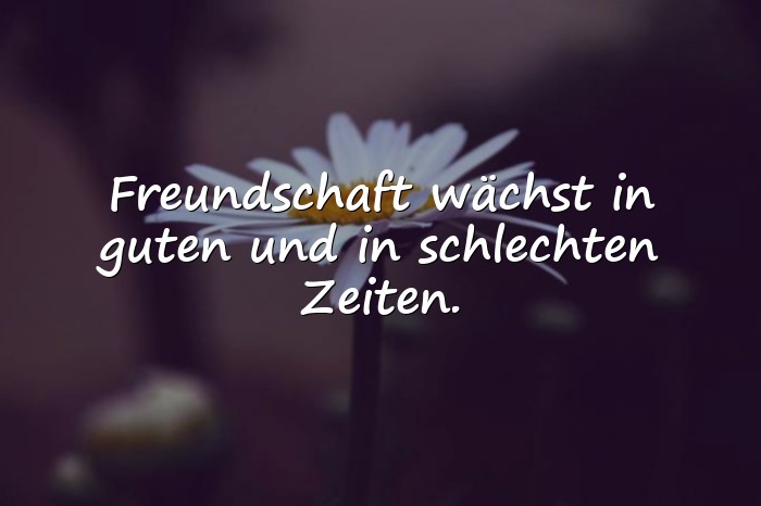 Bilder mit freundschaft sprüche - 8
