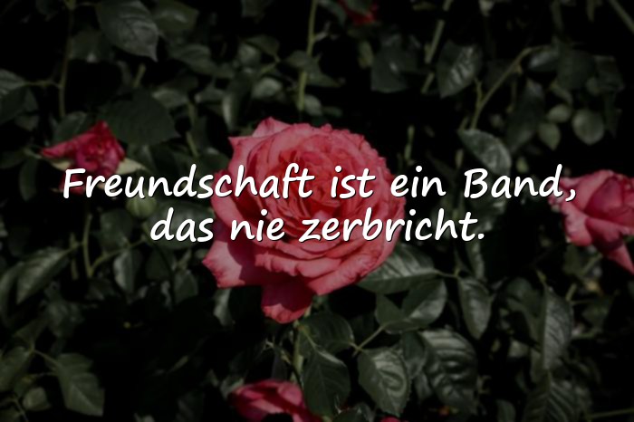 Bilder mit freundschaft sprüche - 25