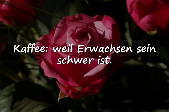 Bilder mit guten morgen sprüche lustig - 10