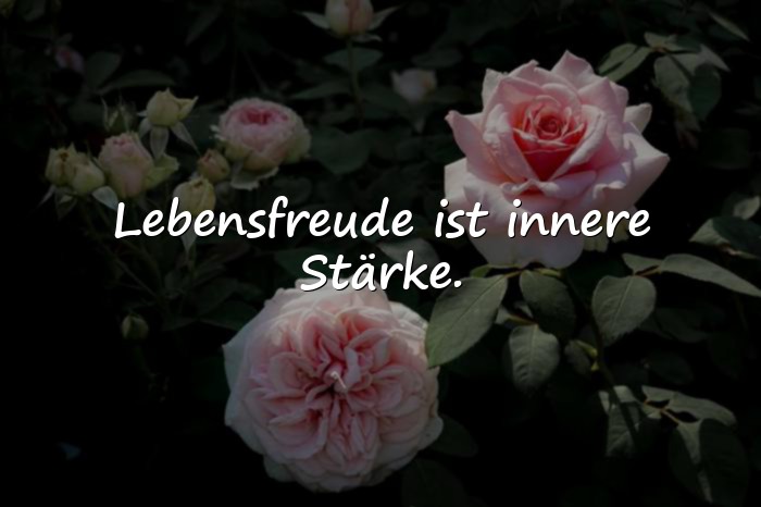 Bilder mit lebensfreude sprüche - 25