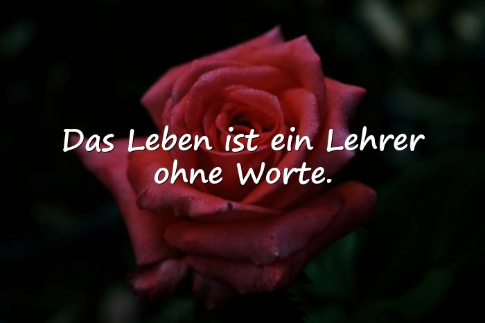 Bilder mit lebensweisheiten sprüche - 12
