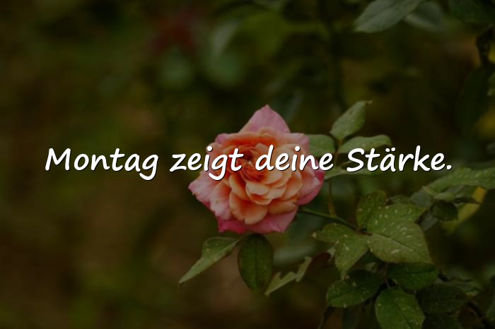 Bilder mit montag sprüche - 11