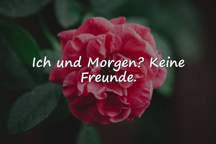Bilder mit sprüche guten morgen lustig - 16
