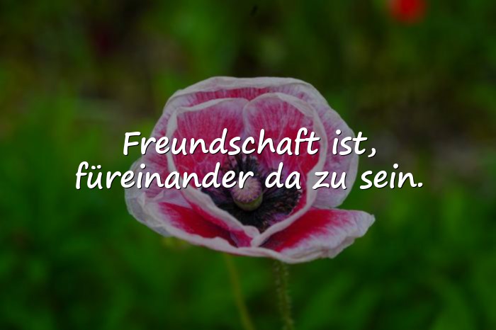 Bilder mit sprüche über freundschaft - 23