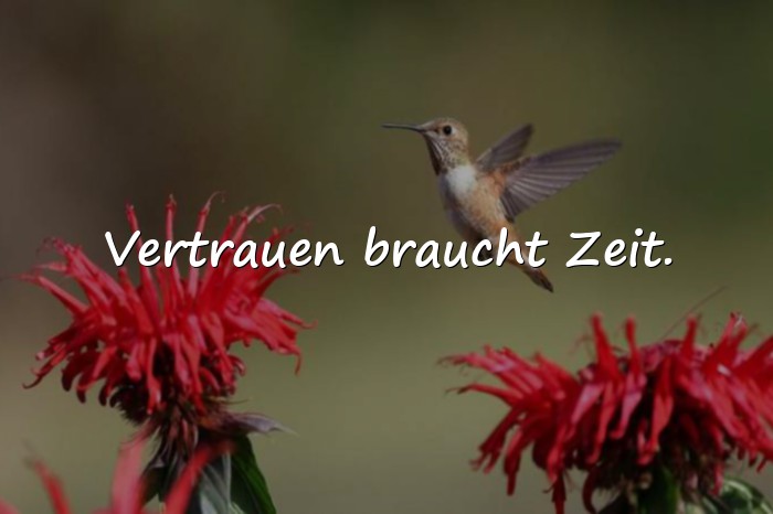 Bilder mit vertrauen sprüche - 8