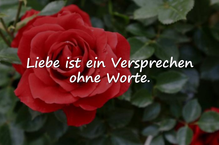 Bilder mit wahre liebe sprüche - 11