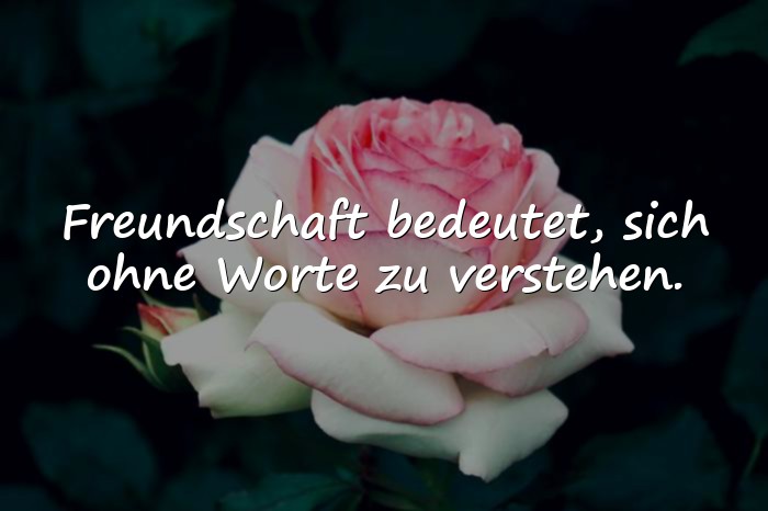Bilder mit zitate freundschaft - 14