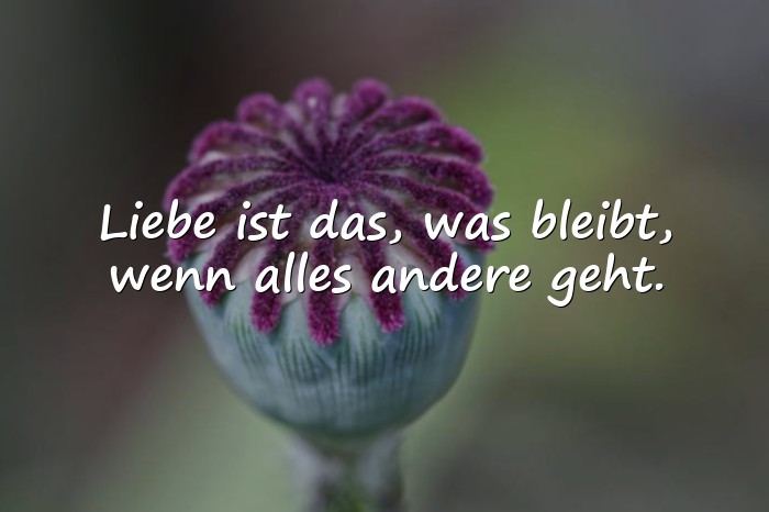Bilder mit zitate über liebe - 14